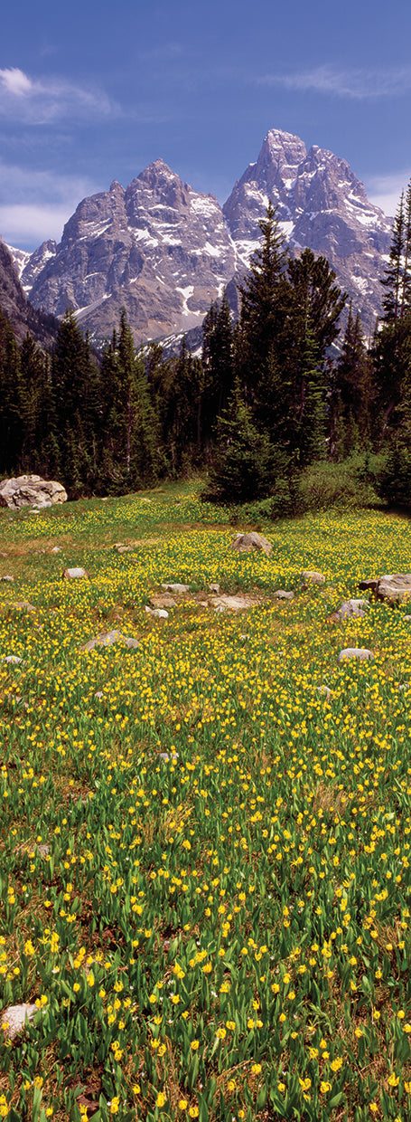 Lirios glaciares Tetons Lienzo