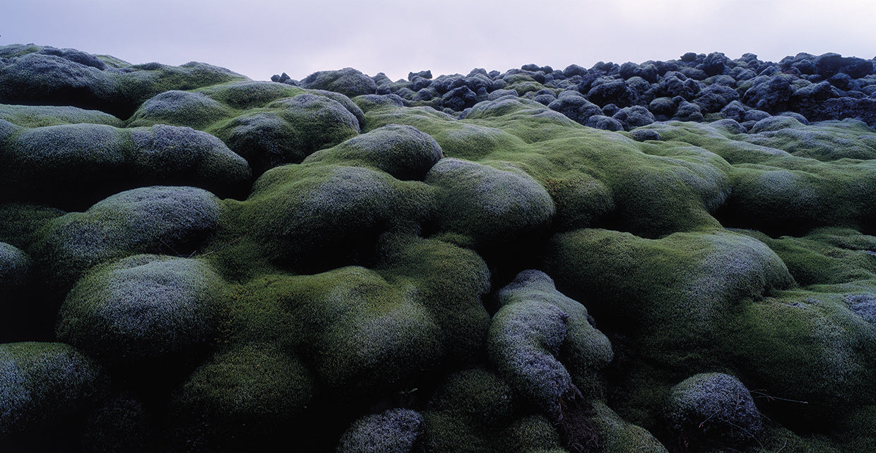 Mossy Rocks Iceland