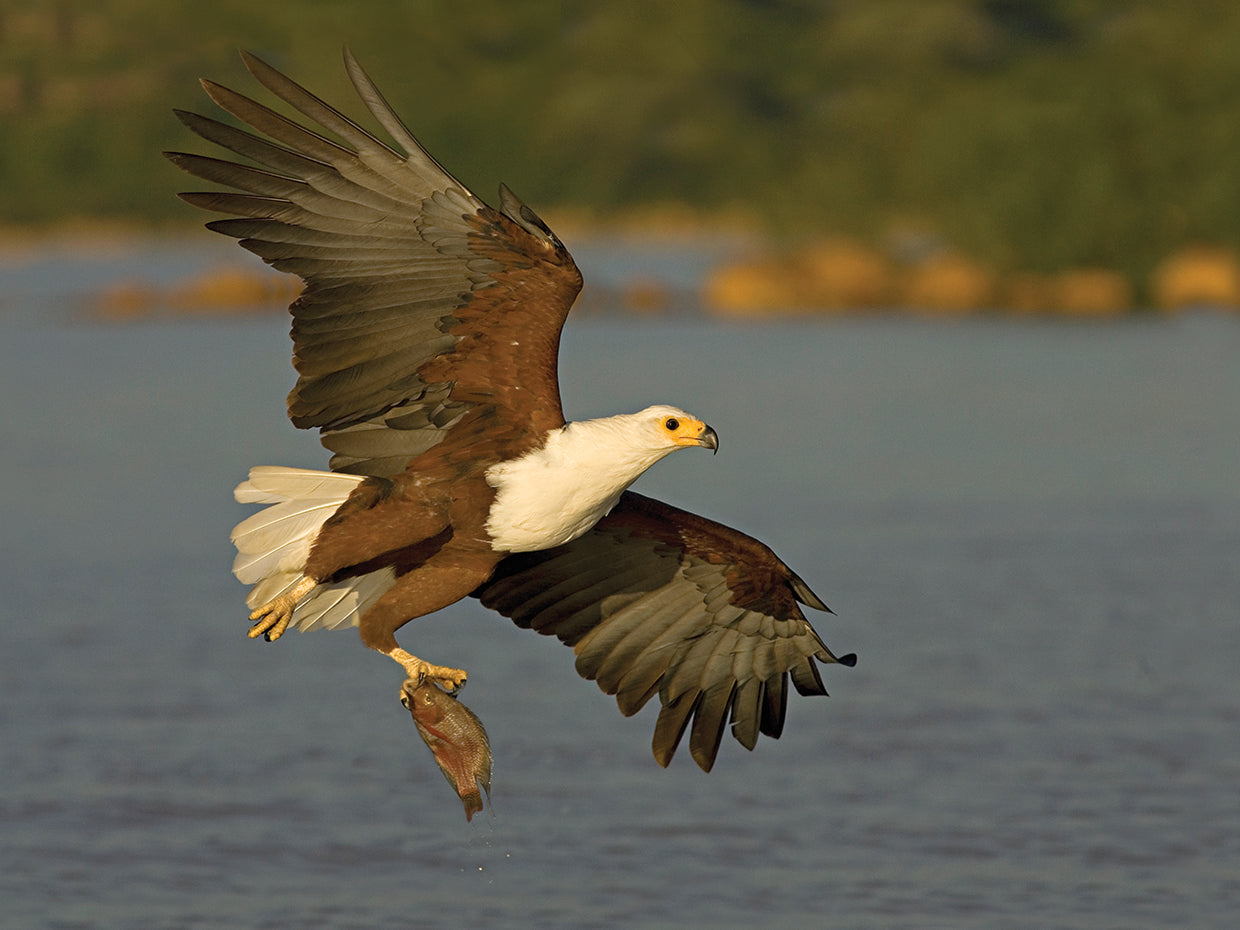 African Eagle Fishing
