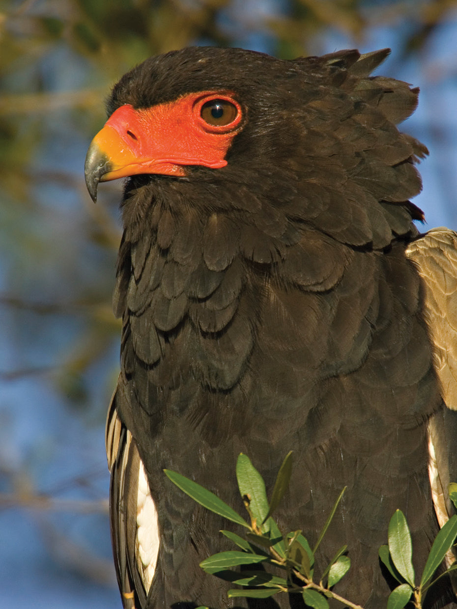 Águila negra con volantes Lienzo