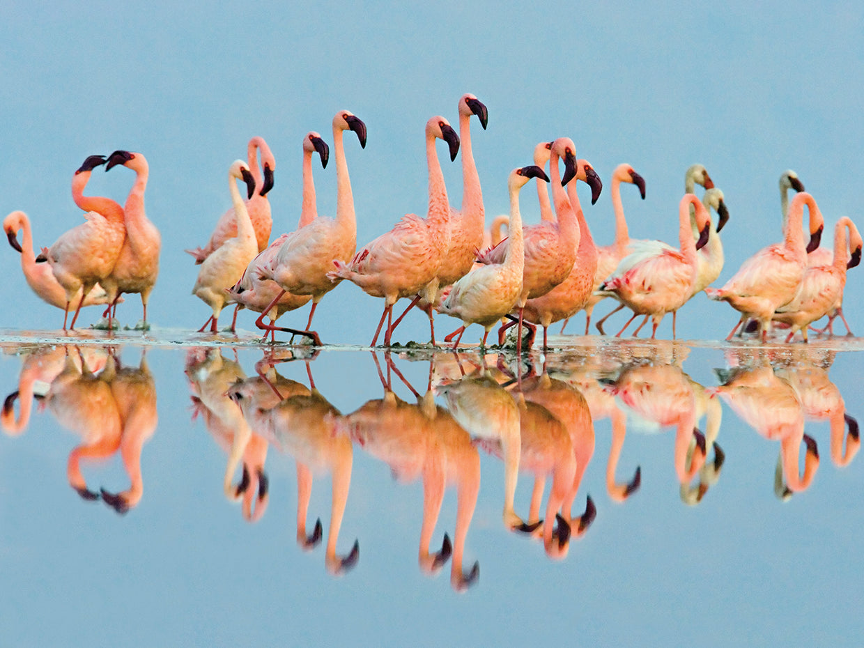 Chanclas Flamingo Lienzo