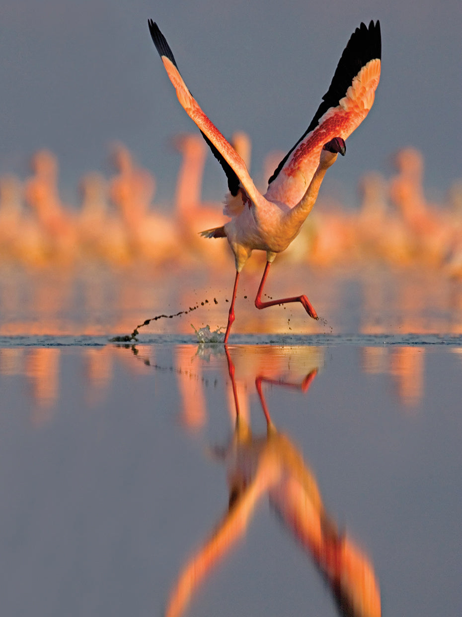 Flamenco aleteo Lienzo