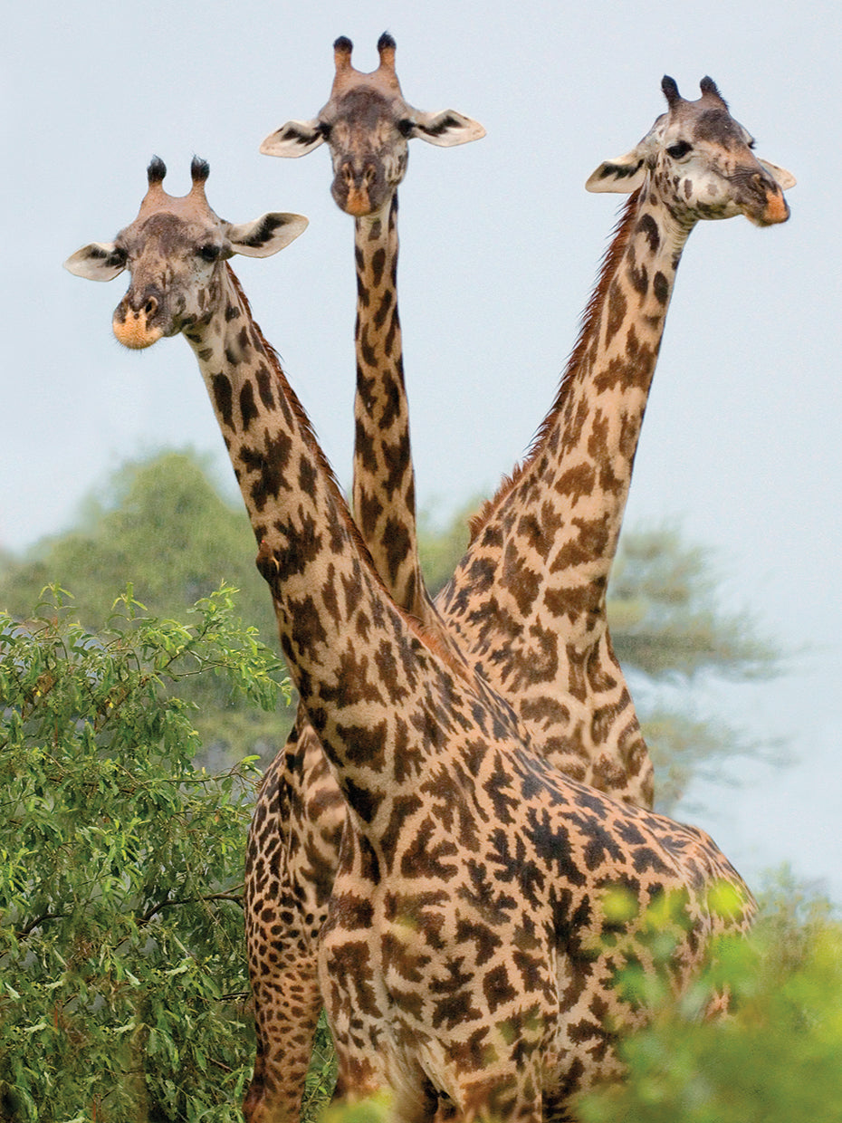 African Giraffe Trio