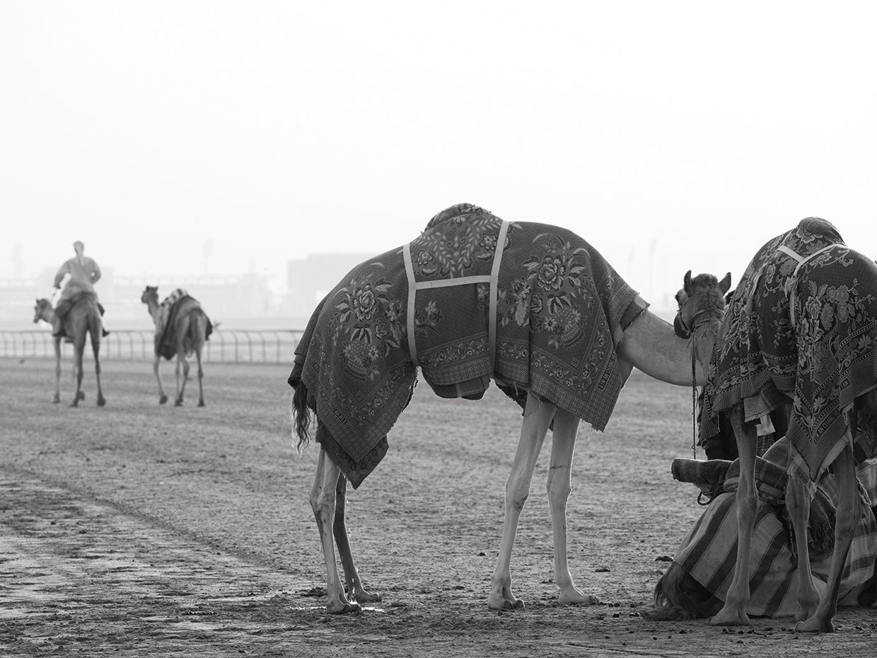 Racing Desert Camels