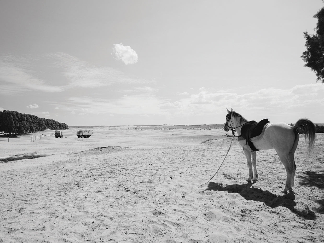 Tunisia Desert Horse