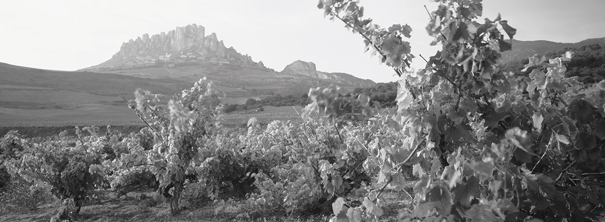 La Rioja Vineyard Spain