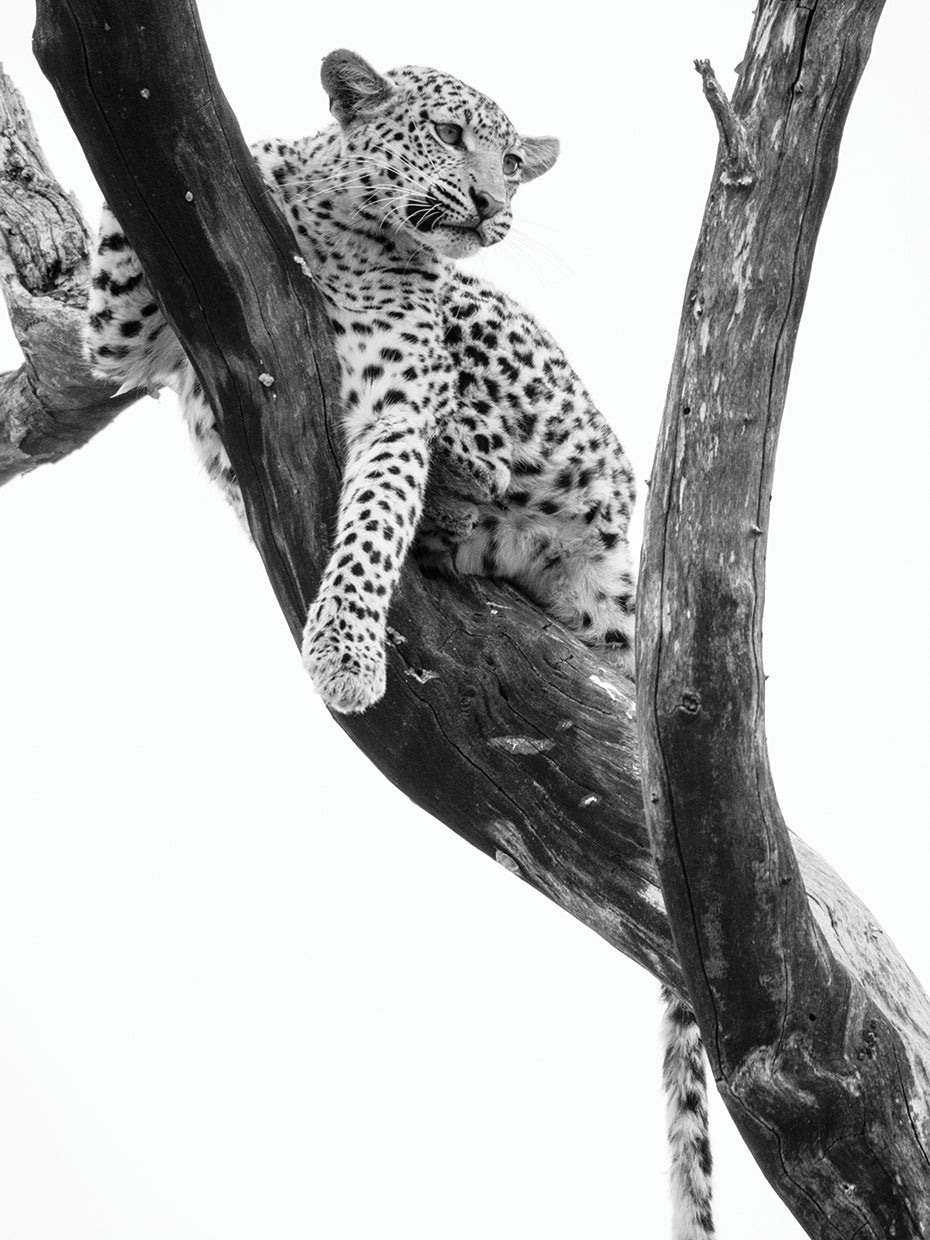 Mirando hacia abajo leopardo Lienzo