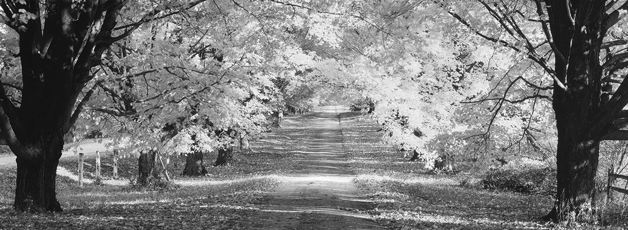 Leafy Baltimore Maryland