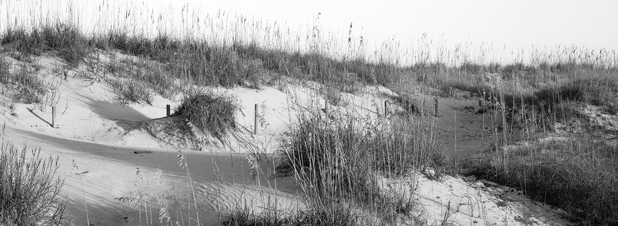 Florida Grassy Dunes