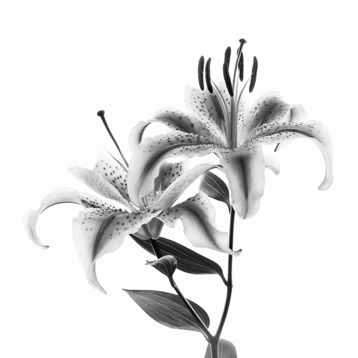 Stargazer Lily White Wall Art by Panoramic Images