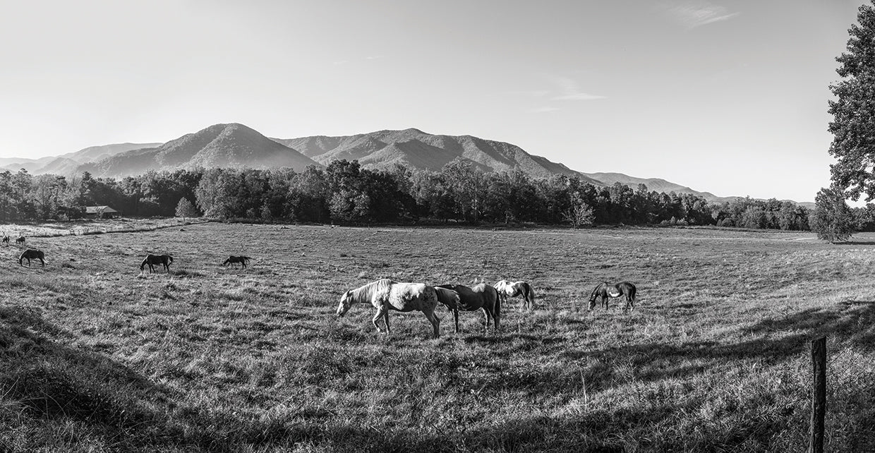 Cades Cove Horses