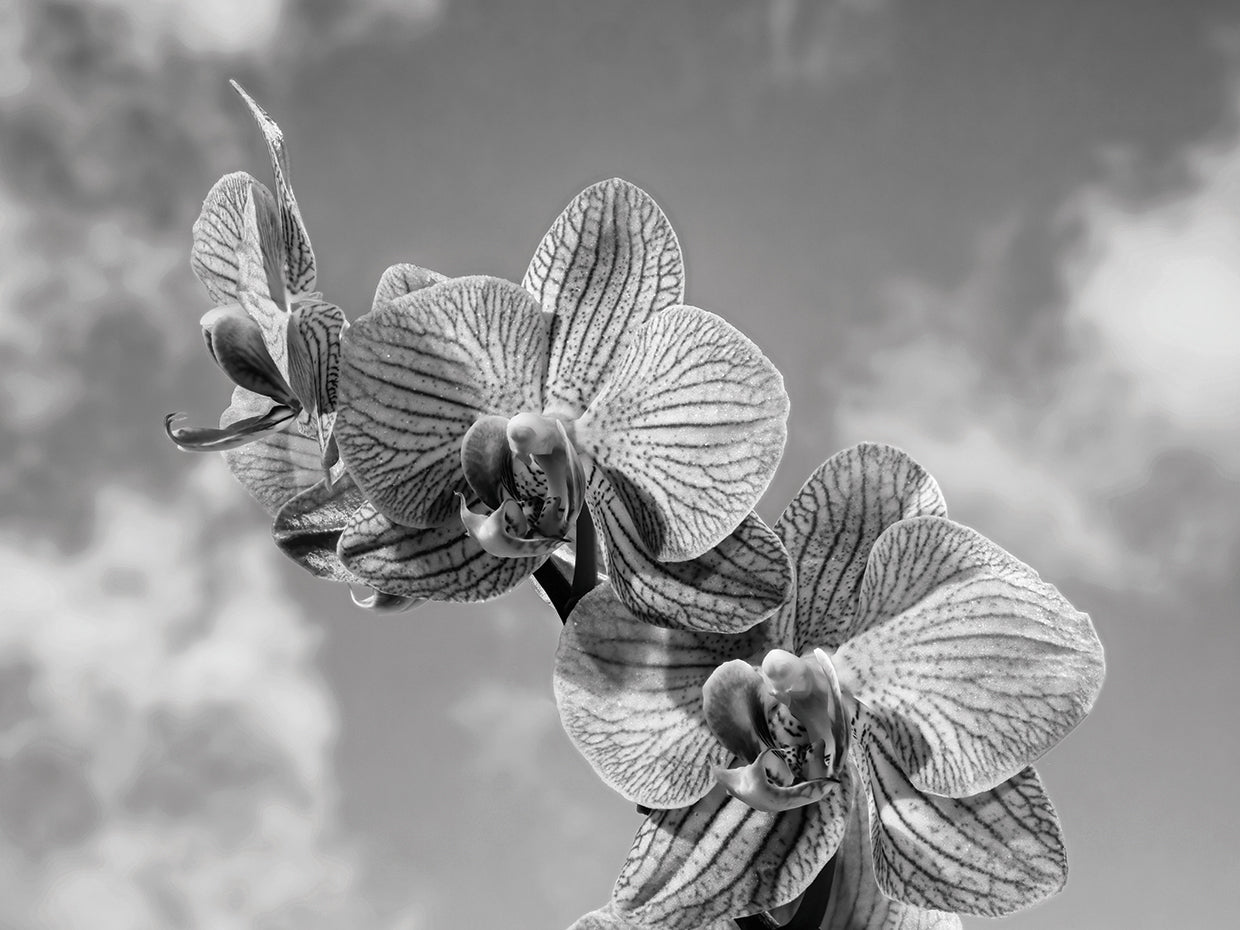 Exotic Dreams Orchid