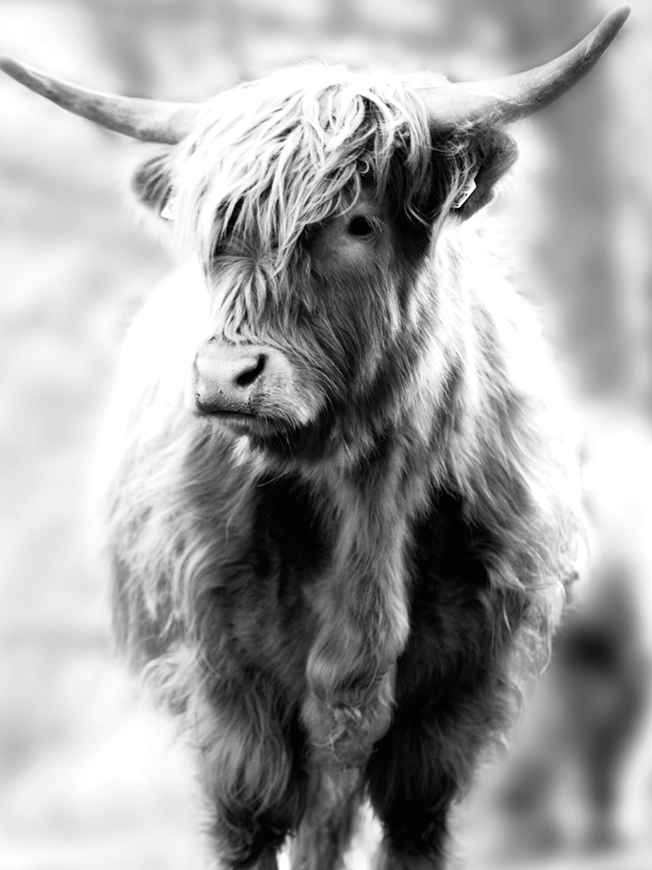 Yorkshire Highland