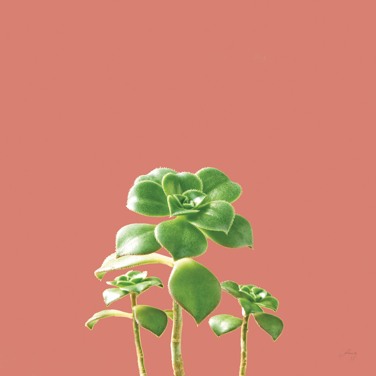 Succulent Simplicity IX Coral