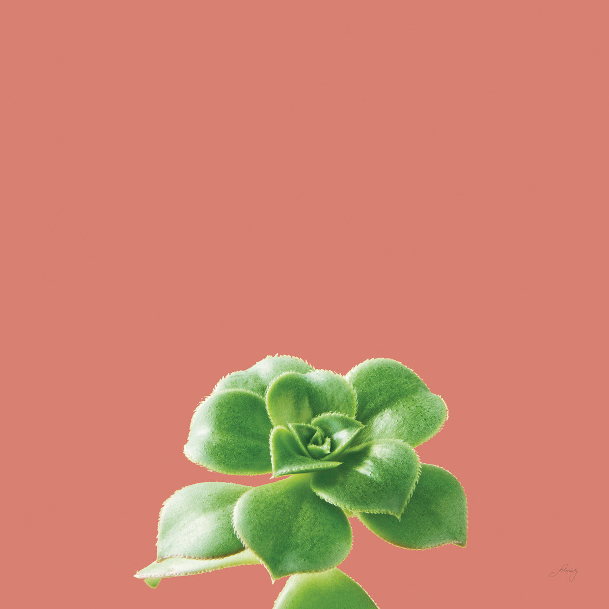 Succulent Simplicity VII Coral