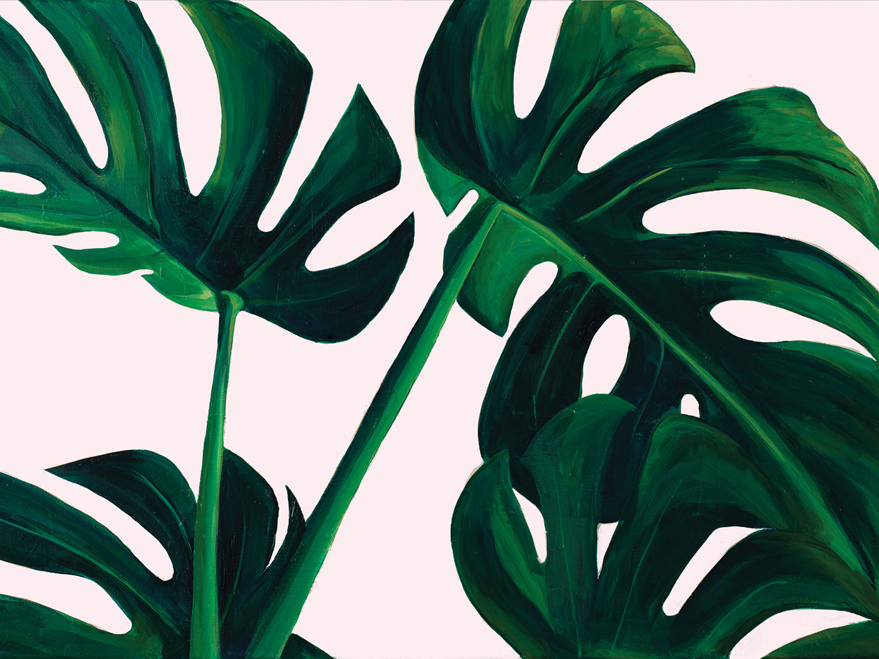 Monstera Palms