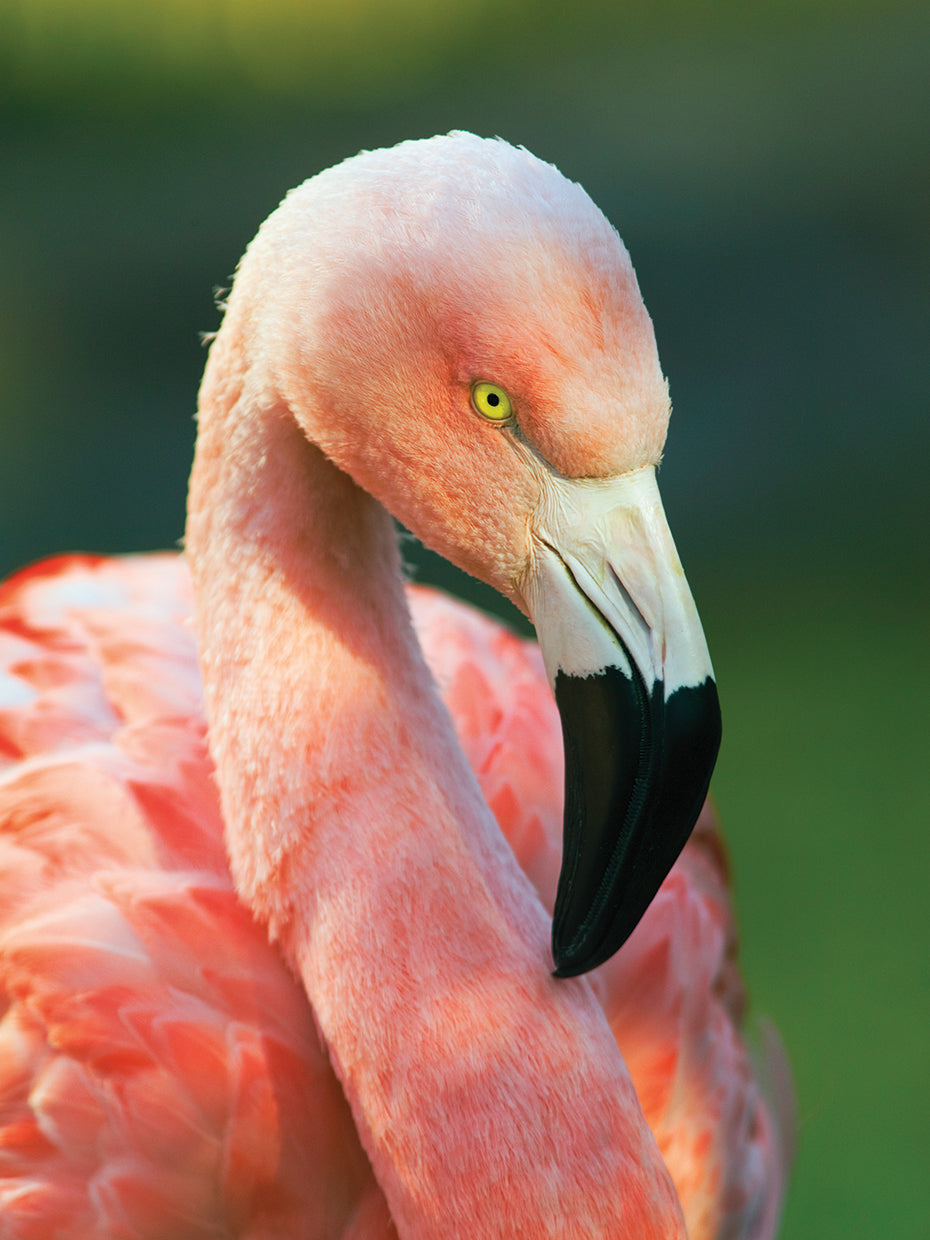 Chile Pinks Flamingo