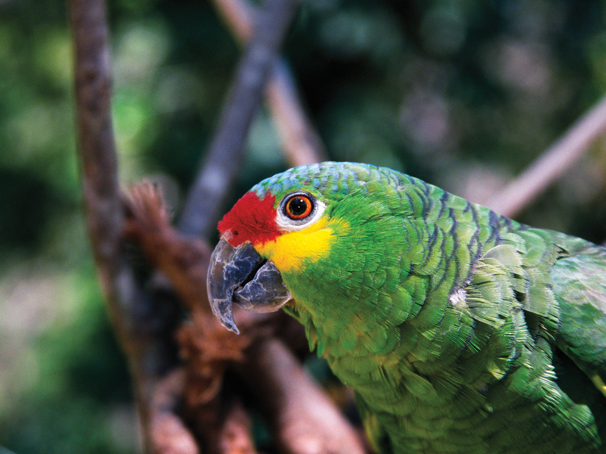 Loro de colores de la selva Lienzo