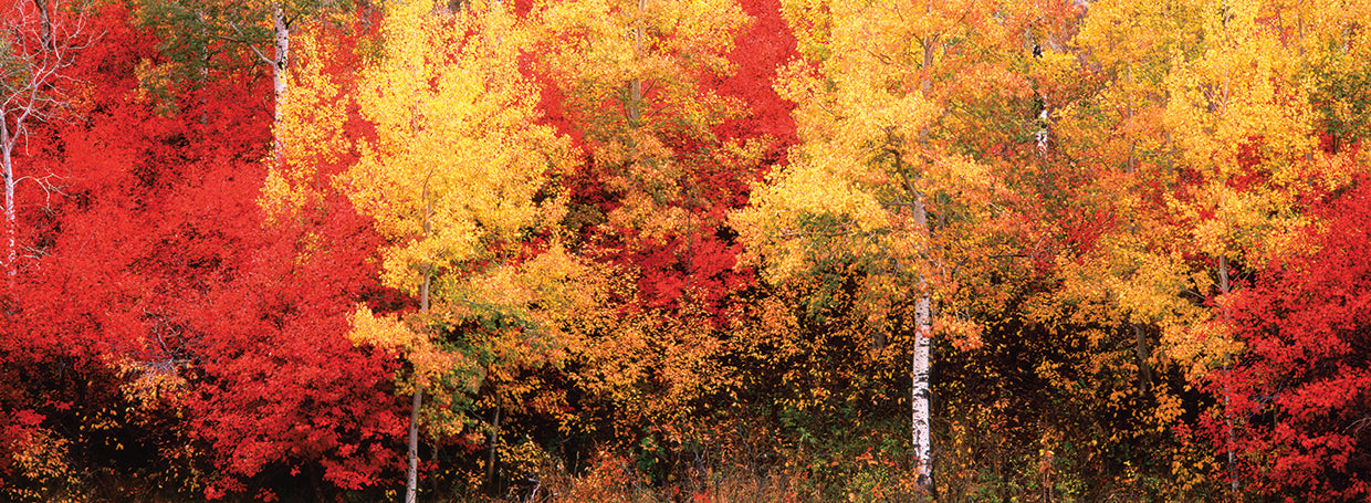 Bosque de colores brillantes Lienzo