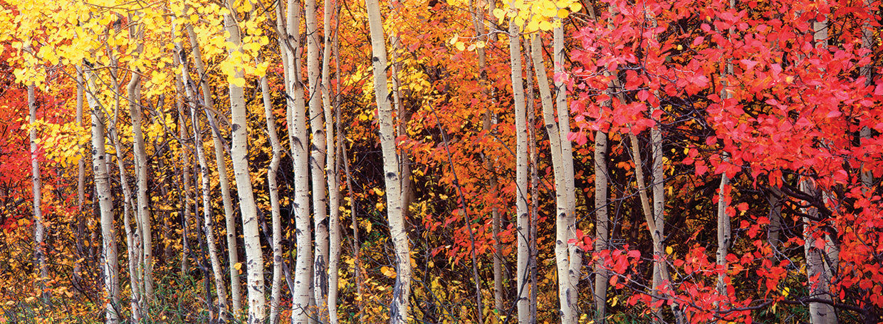 Fantásticos Tetons Aspens Lienzo