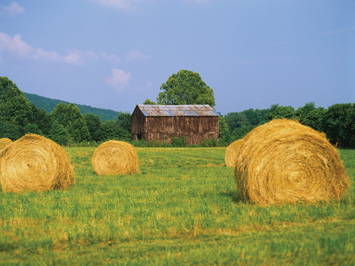 Heno de granja de Tennessee Lienzo