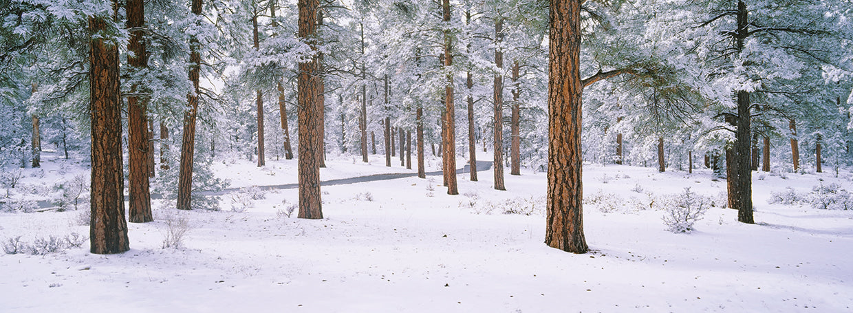 Gran Cañón Invierno Lienzo