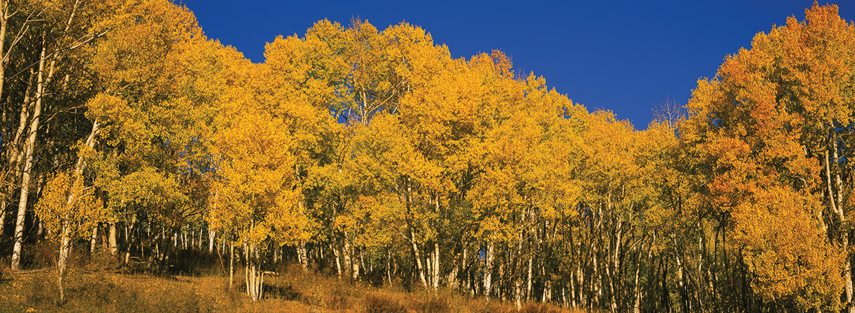 Telluride Aspen Forest