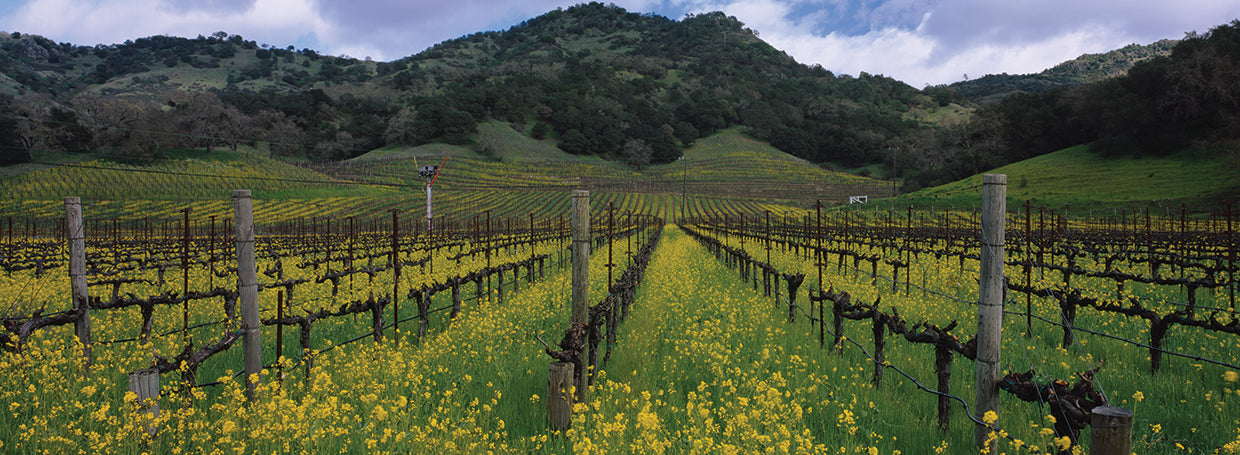 Napa Valley Mustard