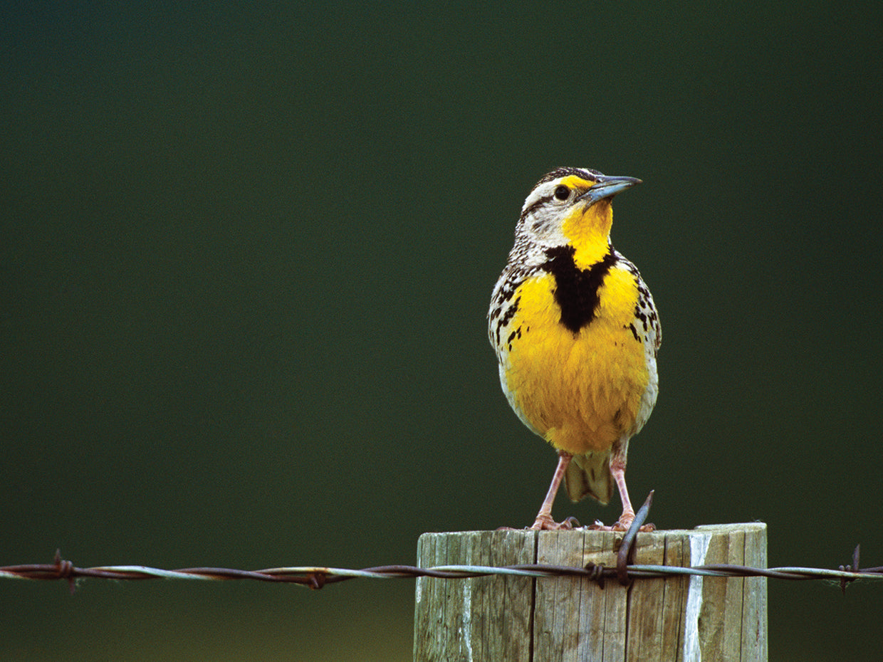 Meadowlark de Dakota del Sur Lienzo