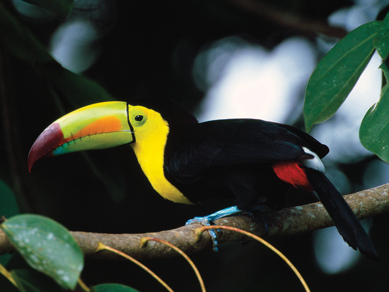 Tucán perca de la selva tropical Lienzo