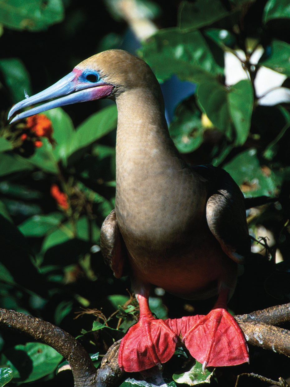Piquero en Belice Lienzo