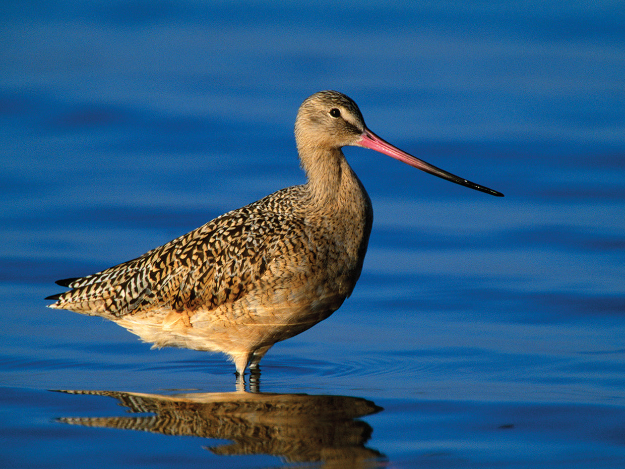 Florida Coast Godwit