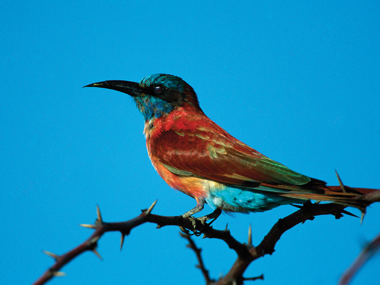 Iridescent Bee Eater Bird