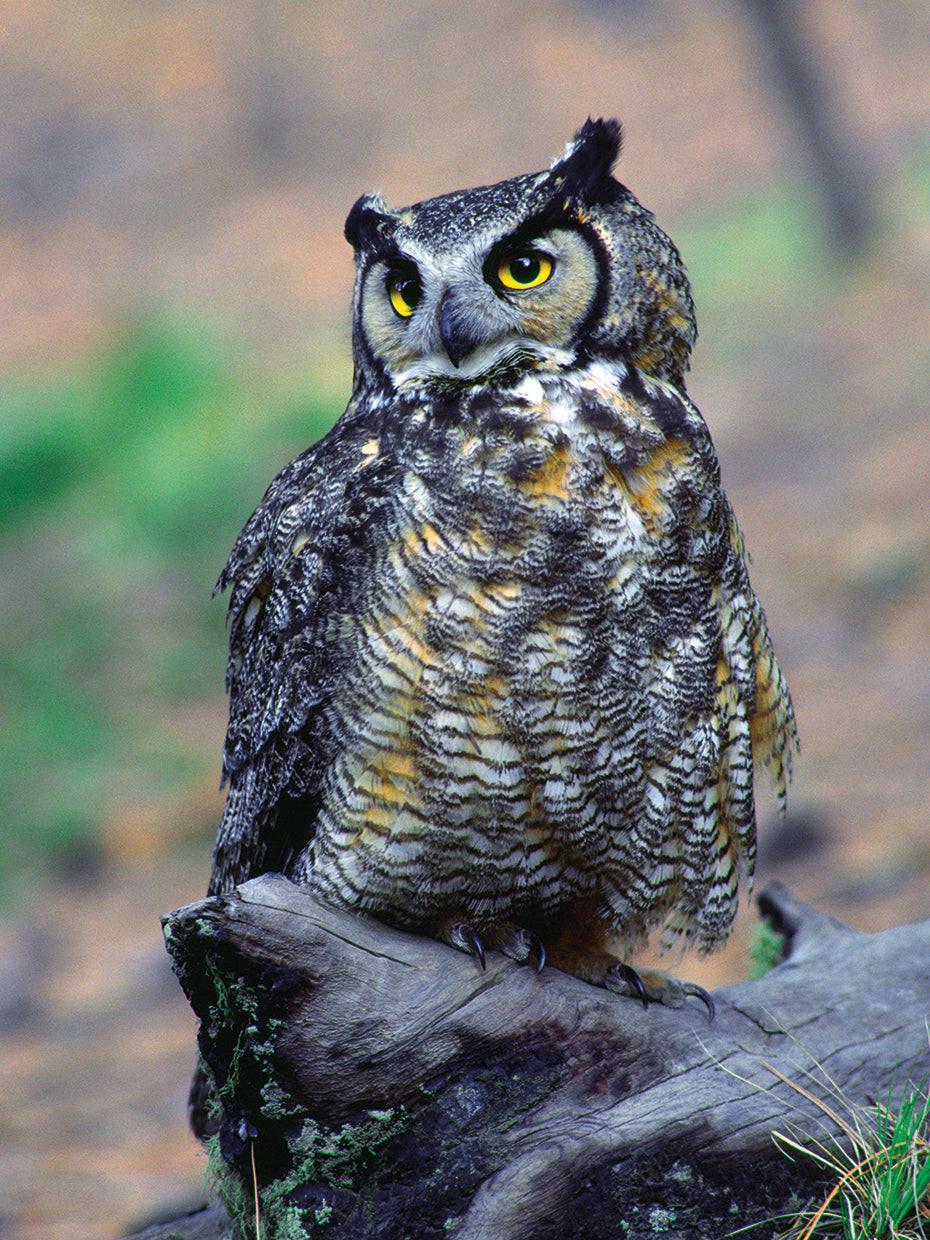 Great Horned Owl NM