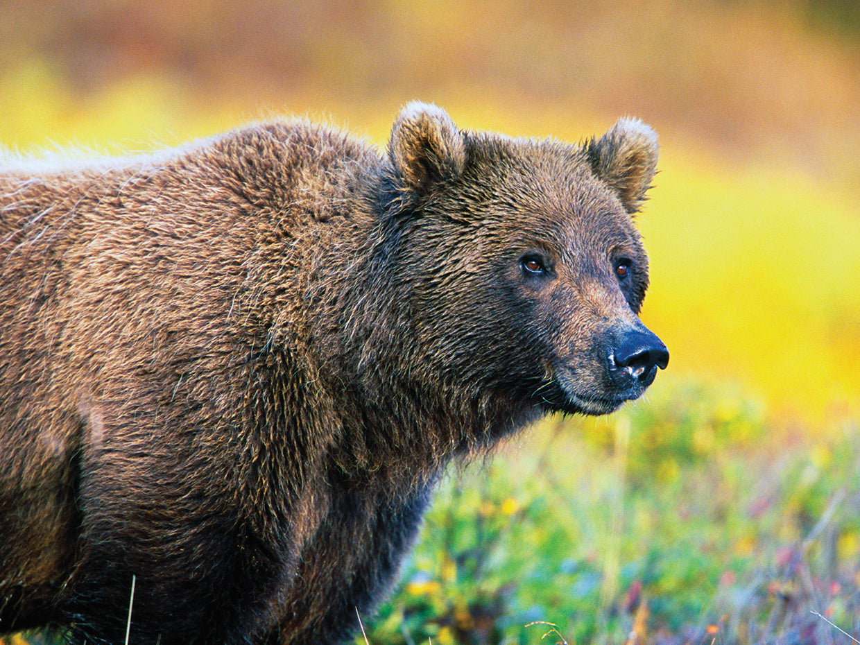 Alaska Autumn Grizzly