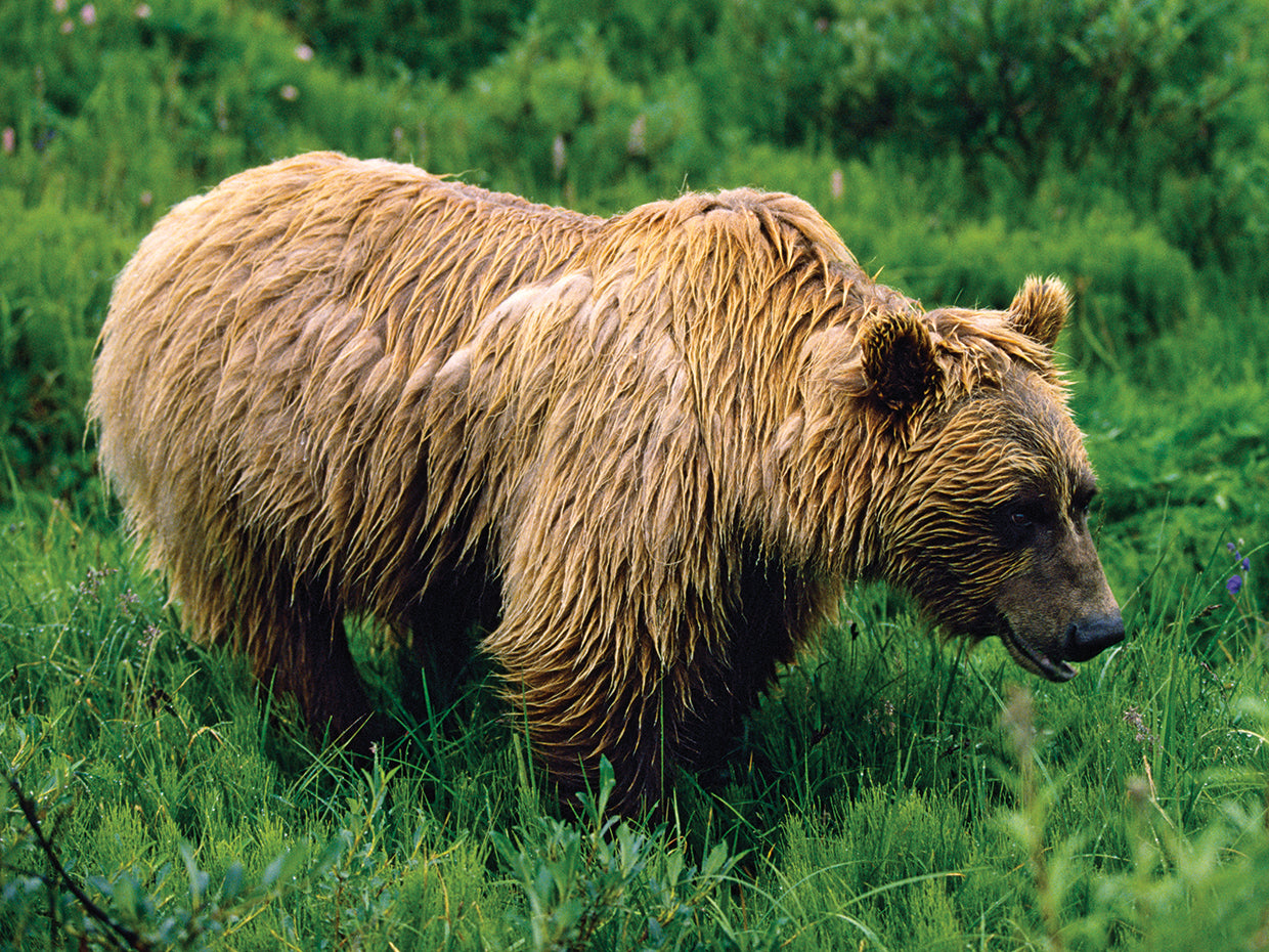 Oso grizzly lluvioso Lienzo