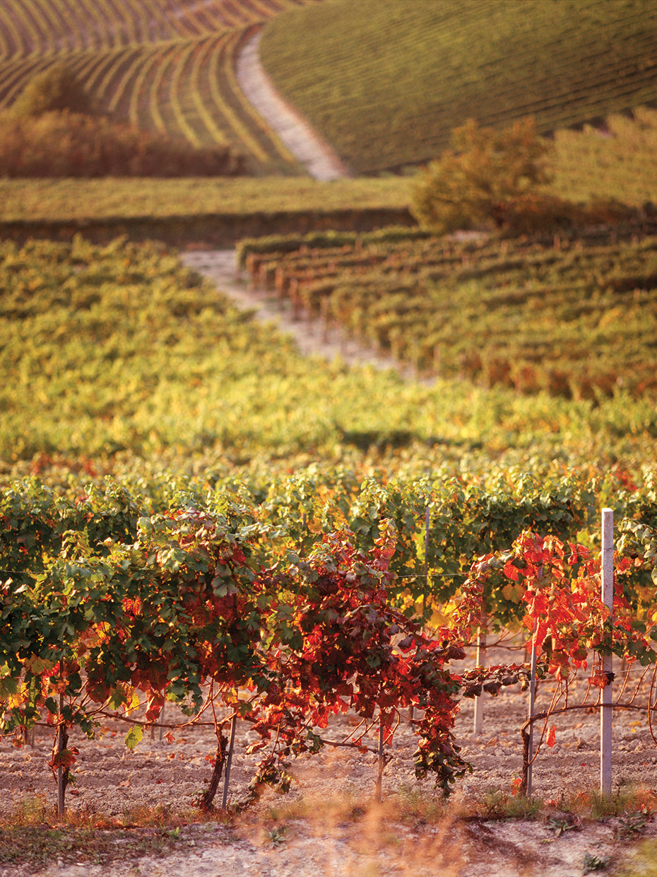Piedmont Vines Italy