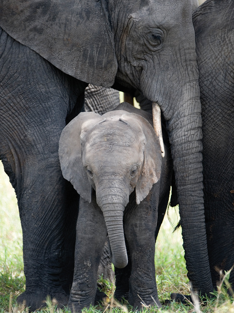 Love My Mom Elephant