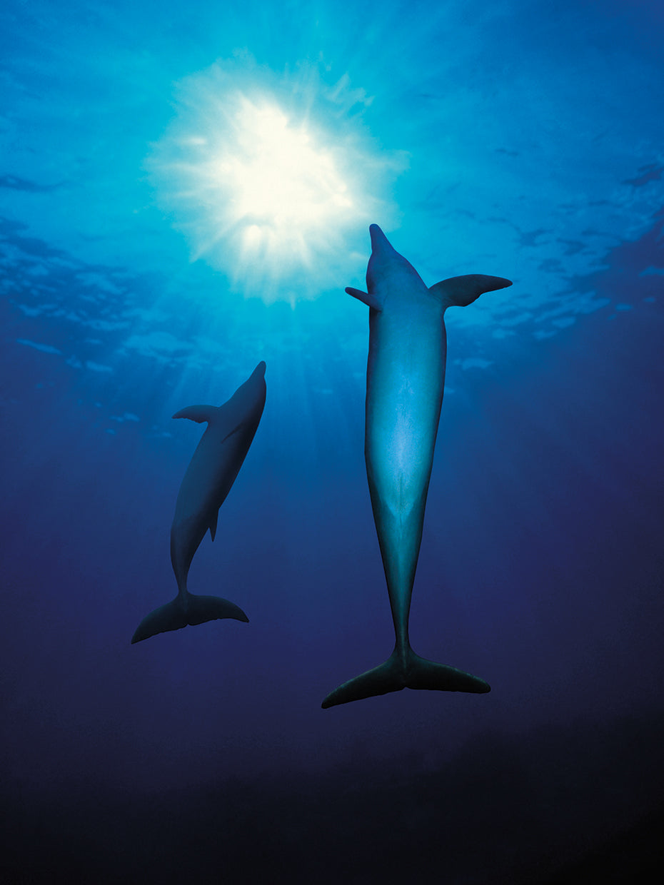 Nadando delfines Lienzo