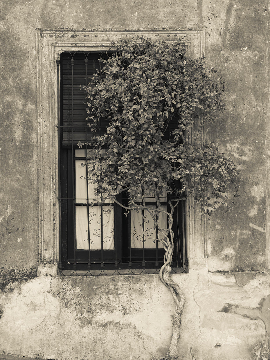 Ventana Vieja Uraguay Lienzo