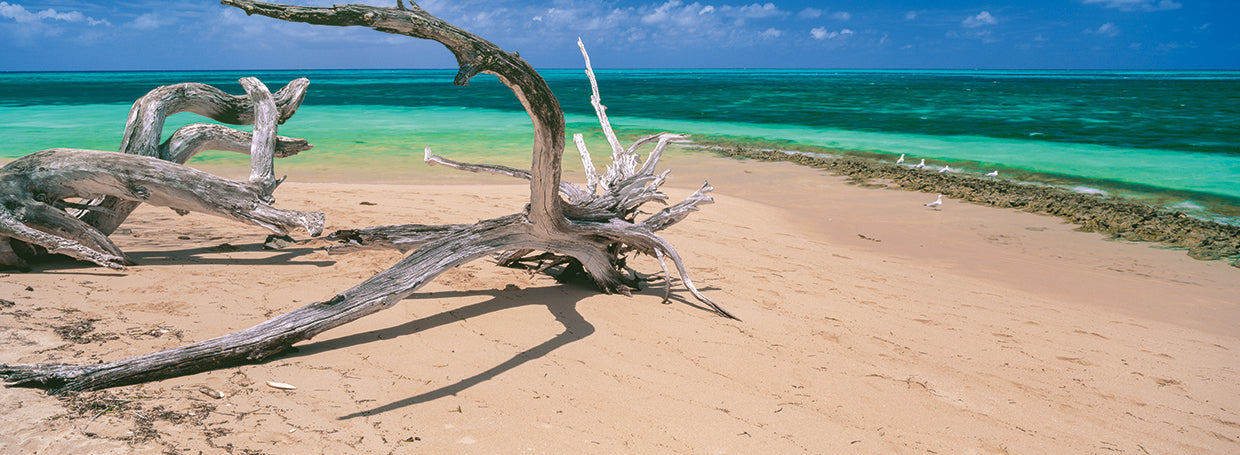 Abajo debajo de Driftwood Lienzo