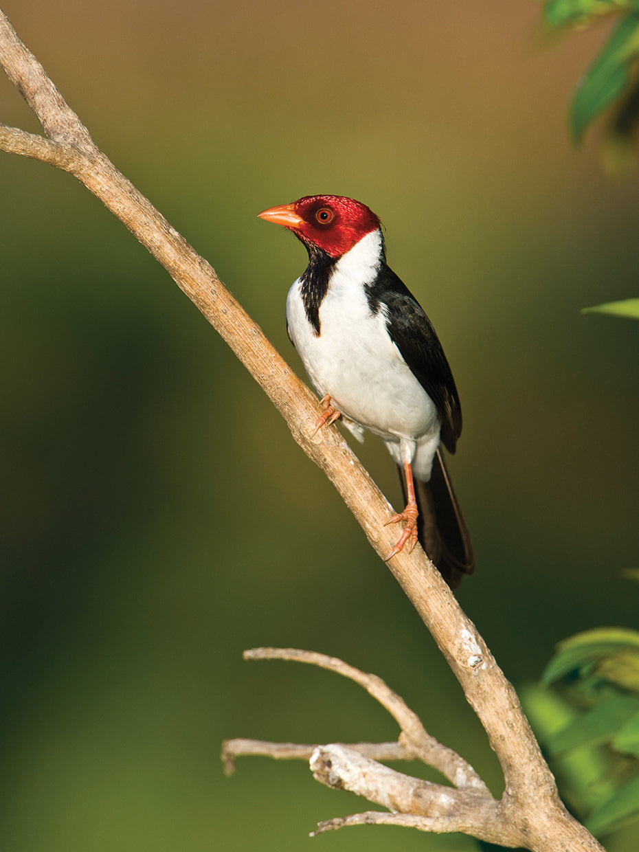 Exotic Brazil Cardinal