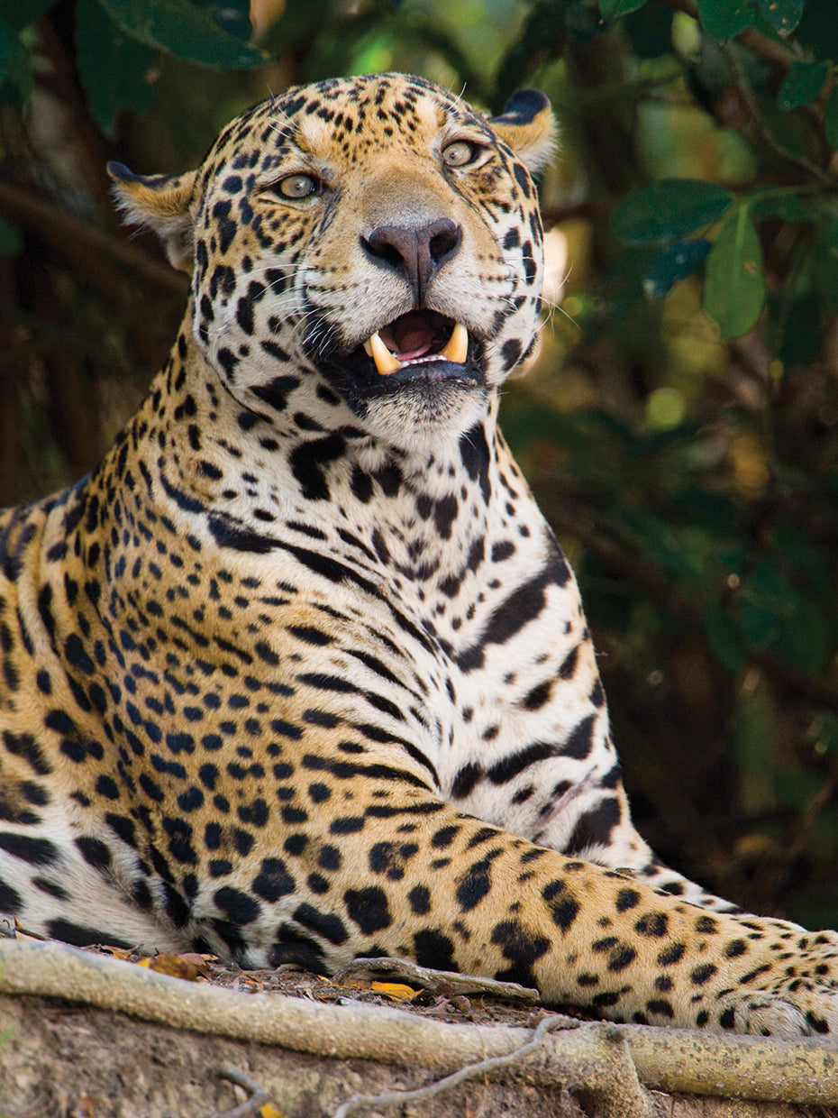 Jazzy Jungle Jaguar Lienzo