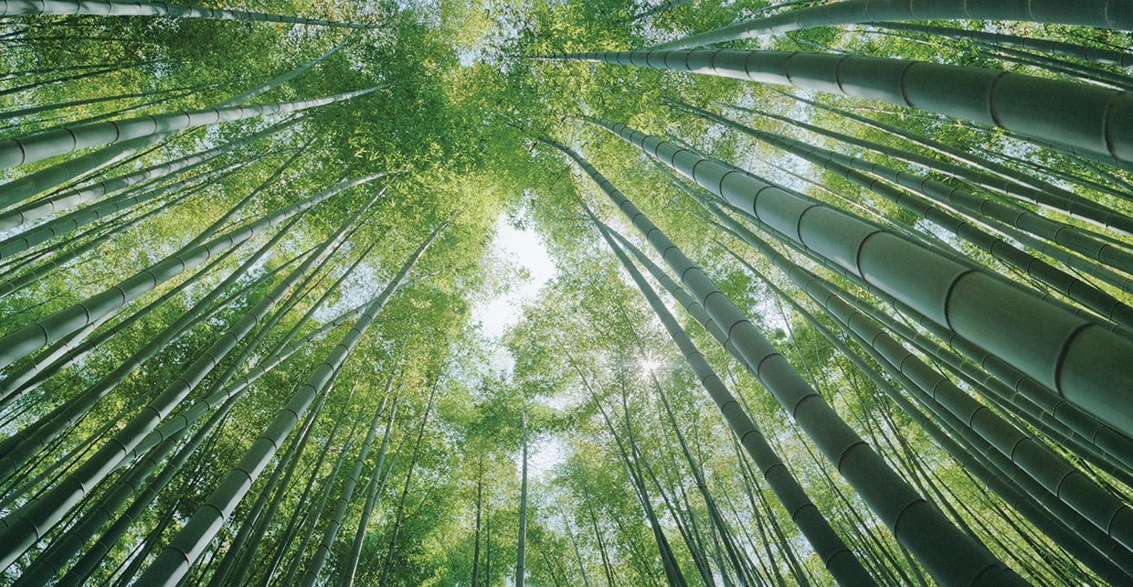 Temple Bamboo Trees