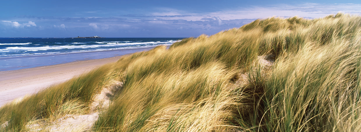 English Beach Grasses