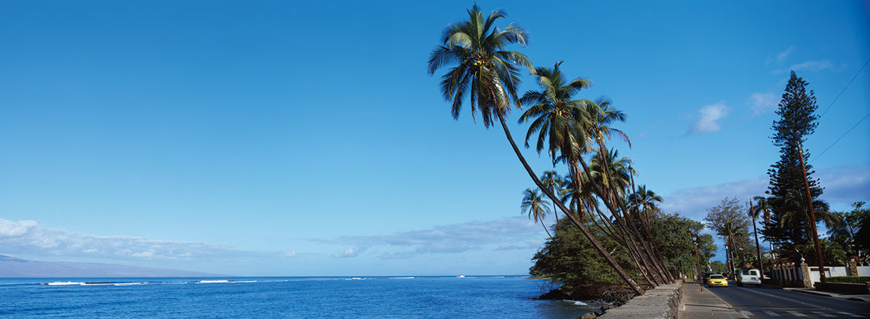 Palma de la brisa de Maui Lienzo