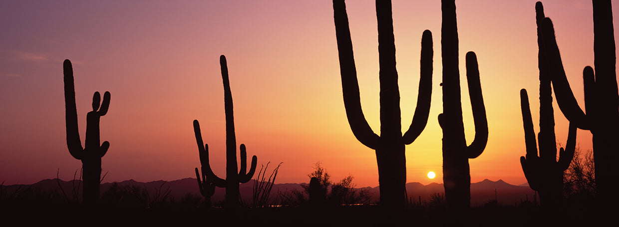 Colorful Cactus Sunset