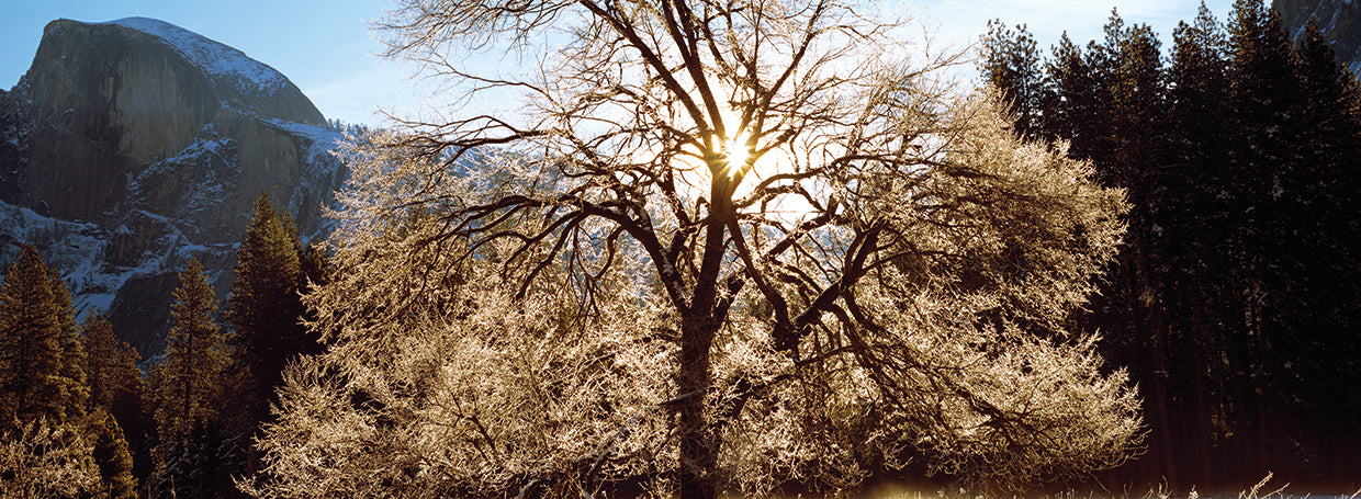 Roble nevado de Yosemite Lienzo