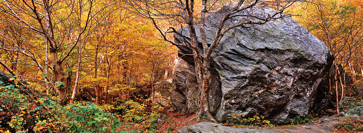 Vermont Forest Boulder