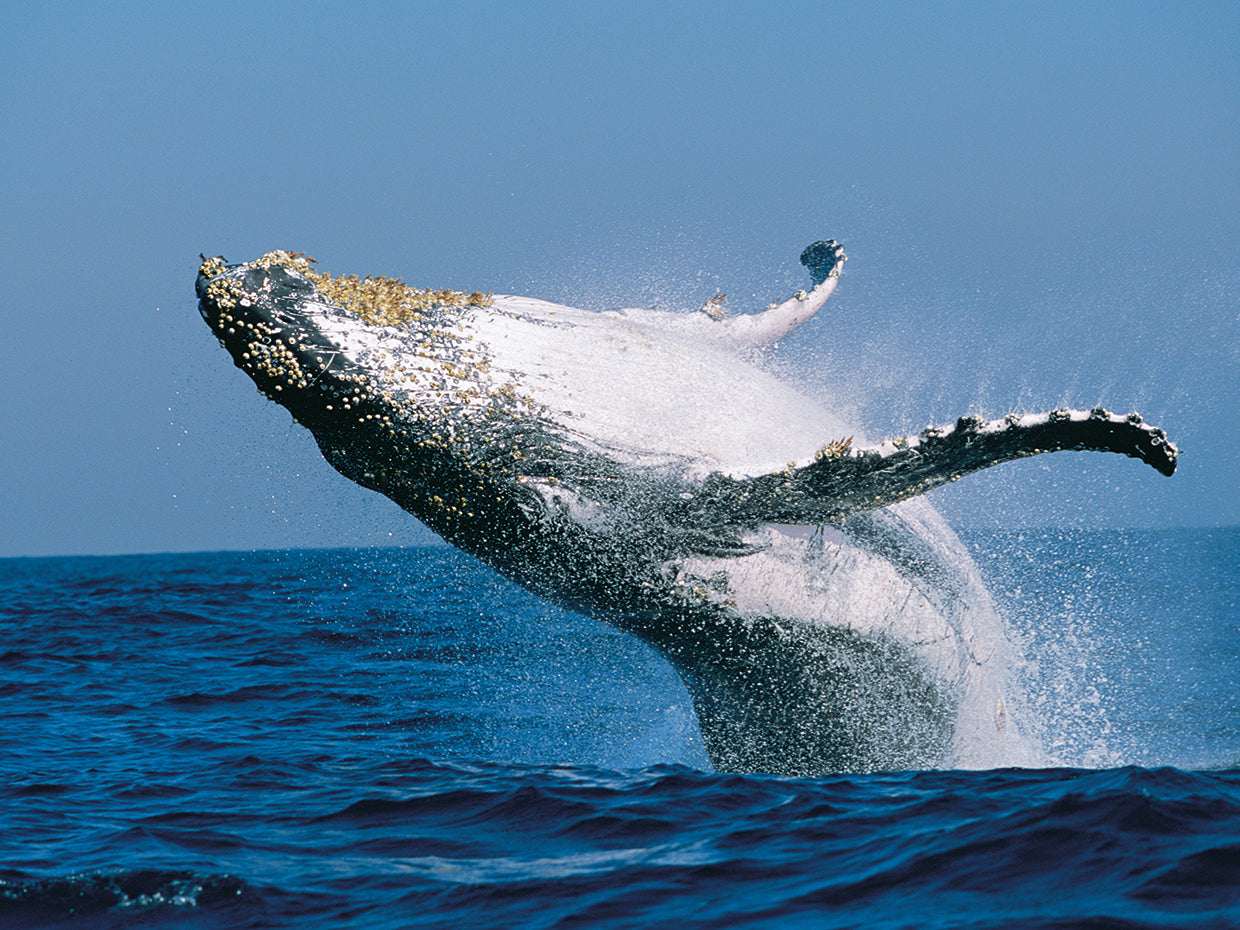 Ballena salpicada costera Lienzo